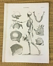 STAMPA INCISIONE 1842 ANATOMIA OSSA SCHELETRO CORPO UMANO CRANIO VISTA LATERALE