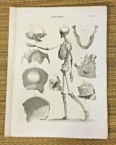 Stampa incisione 1842 - incisione,