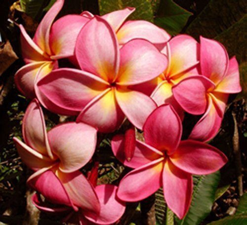 Semi plumeria diana - 4, di