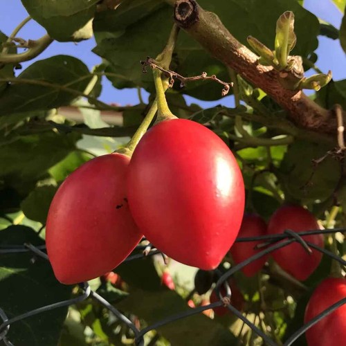 Cyphomandra betacea solanum - betacea,,