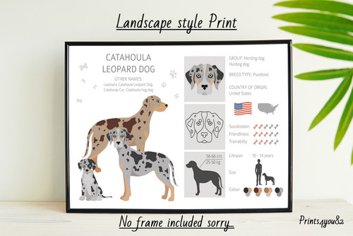 Catahoula cane leopardo - catahoula,