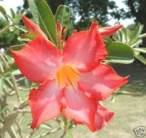 Semi adenium obesum - semi,