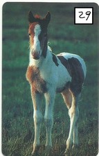 #ANIMALI CAVALLINO - carta