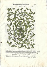 Stampa antica MATTIOLI