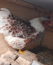 10 uova FERTILI FECONDE, razza WYANDOTTE nana, diverse colorazioni