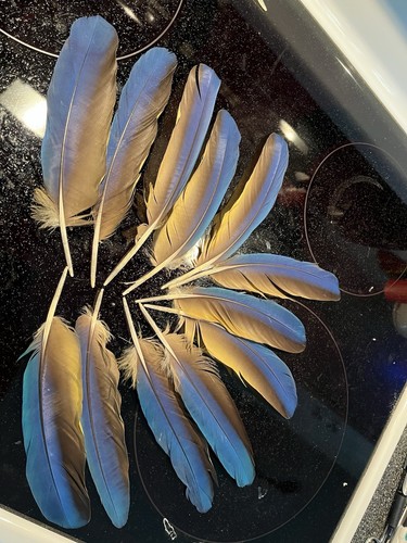 Ara ararauna piume - di,