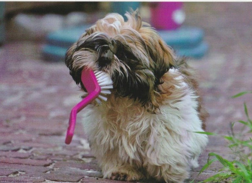 Shih tzu cartolina - shih,