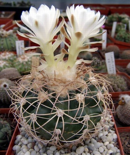 Discocactus bahiensis - , v