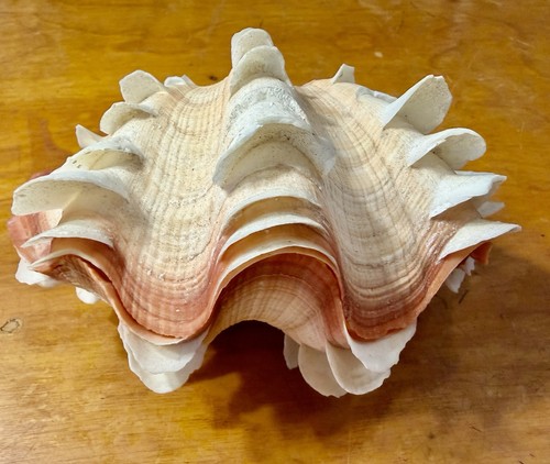 Conchiglia conchiglia naturale