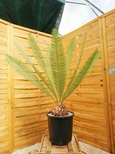 Dioon edule palma - edule, –