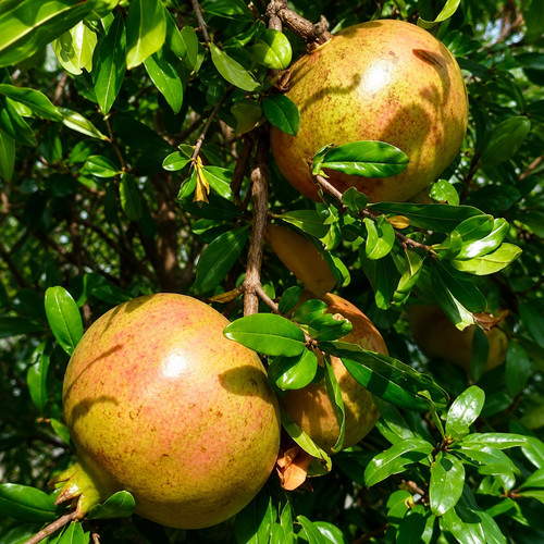 Melograno dente cavallo - melograno, cavallo-