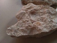 3  fossili di conchiglie