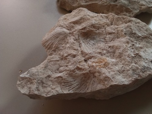 Fossili di conchiglie - di,