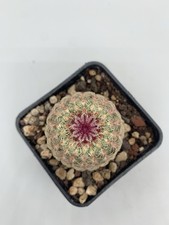Echinocereus Rubrispinus L088