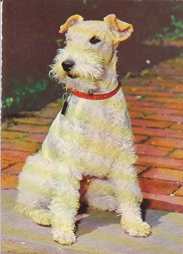 Cartolina fox terrier - cartolina,