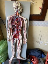  Corpo Umano Anatomia Sistema Circolatorio Vintage In Rilievo