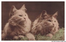 CAR-ADZP9-0519-ANIMALI - Due