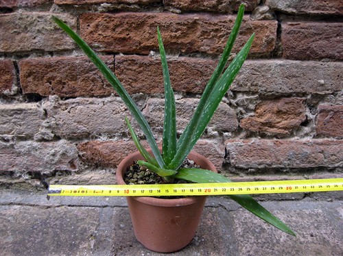 Aloe vera cactus - vera, cm,
