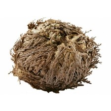 Rosa di Jericho sfusa selezionata e pulita