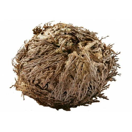 Rosa jericho sfusa - rosa, di