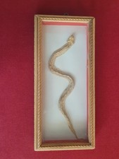 QUADRO CON Vero Serpente Imbalsamato in Teca di Legno chiusa a vetro 