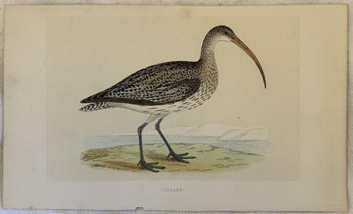 Curlew chiurlo maggiore - curlew,
