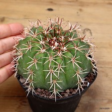 Melocactus schatzlii Vaso 10