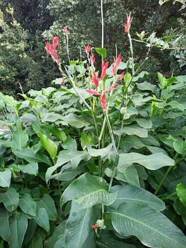 Achira rizoma canna indica - achira,