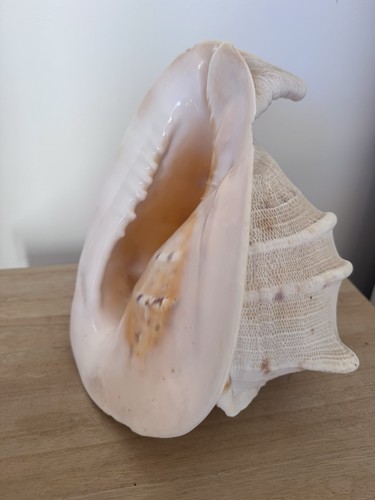 Conchiglia dell oceano - conchiglia, dell’oceano