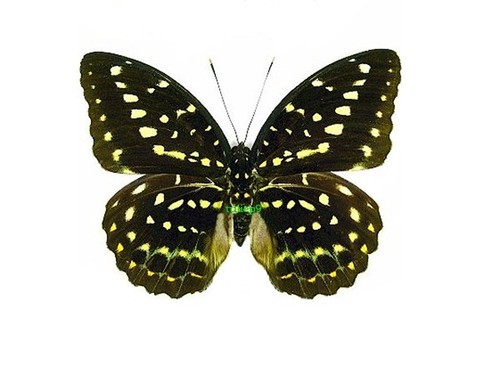 Nymphalidae farfalla lexias - nymphalidae,