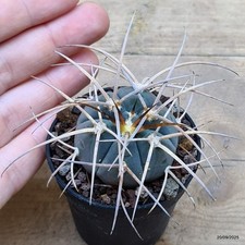Gymnocalycium cardenasianum