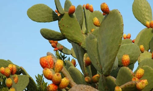 Talee piante fichi - 3, di