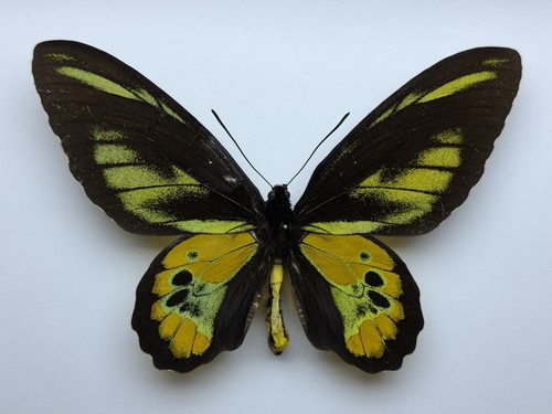 Ornithoptera rothschildi - , ♂