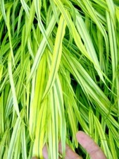 30 SEMI ERBA FORESTALE GIAPPONESE AUREOLA - Hakonechloa macra 'Aureola'