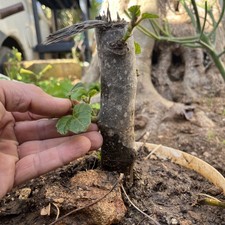 Bonsai FICUS CARICA  come In