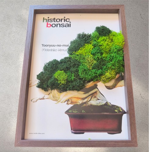 Quadro bonsai di - bonsai, verde