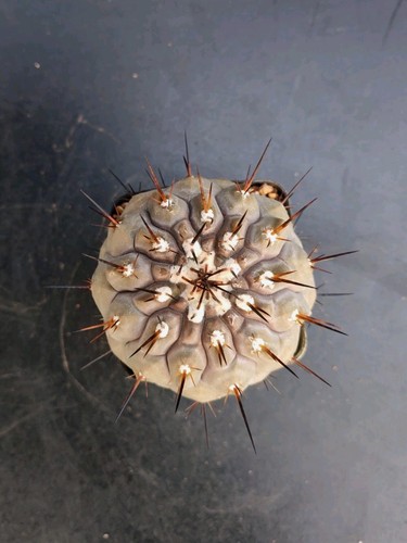 Copiapoa cinerea taltal 7cm - cinerea,