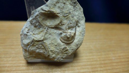 Imprese geologiche trilobite - imprese,