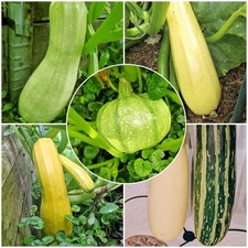Semi Zucchine Mix Varietà