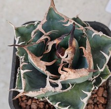 Raro Cactus Agave titanota
