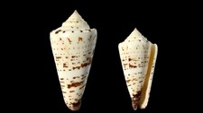 Conidae, Conus thalassiarchus, Palawan, Philippines, 54,8 mm, SUPER NICE