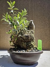 Old European Olive Bonsai
