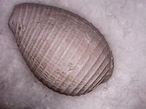 Fossil shell cowry cypraea - cowry-,