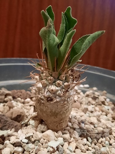 Pachypodium namaquanum
