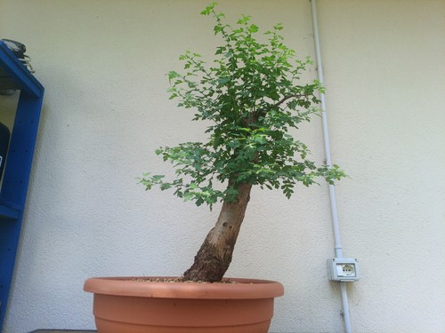 Bonsai crataegus monogyna - crataegus, monogyna.10