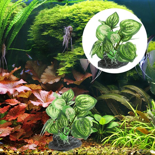 Piante acquario decorazione - piante,