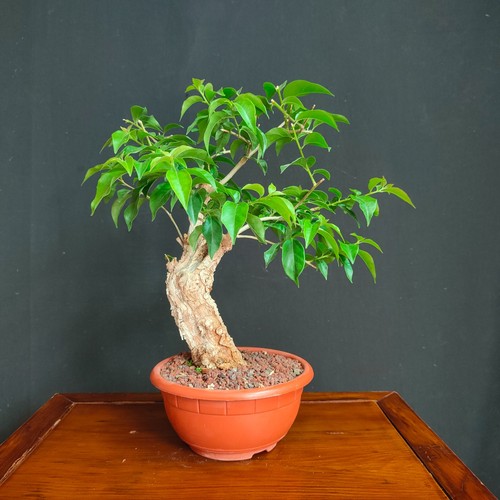Pre bonsai shoin - pre,