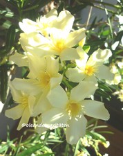 3 talee di oleandro SOUVENIR