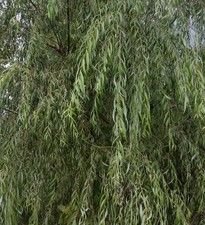 Salix alba subsp. Tristis -