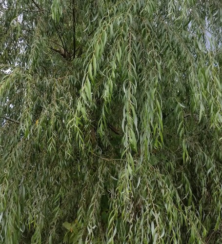 Salix alba subsp - tristis,